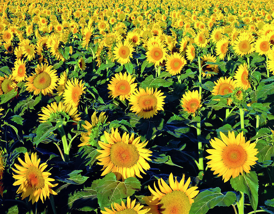 Field Of Sunflowers In Lubbock West Photograph by Dszc