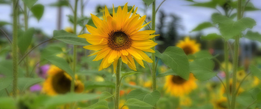 Field of Sunflowers Photograph by Joann Vitali