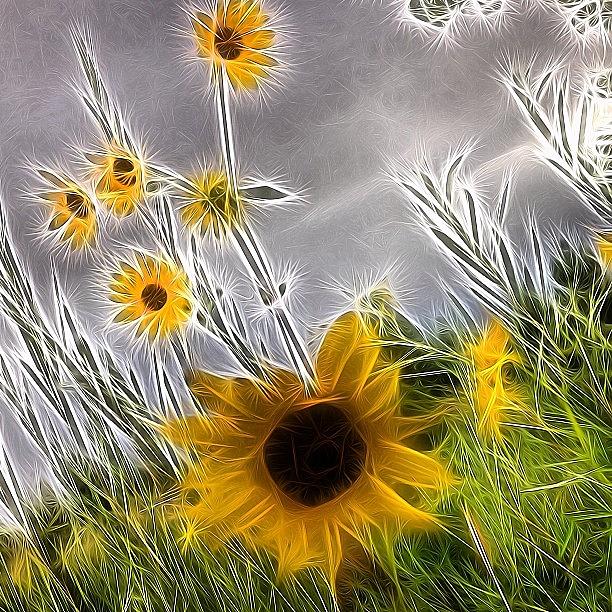Nature Photograph - Field Of Sunflowers  by Kathleen Messmer