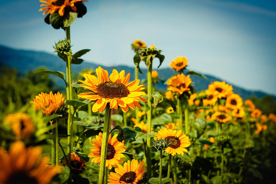 Field of Sunflowers by Mela Luna Field of Sunflowers by Mela Luna