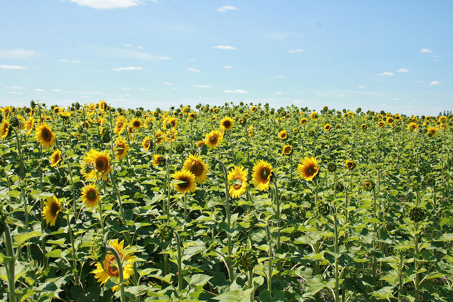 Field of Sunflowers Photograph by Robert Hamm - Fine Art America