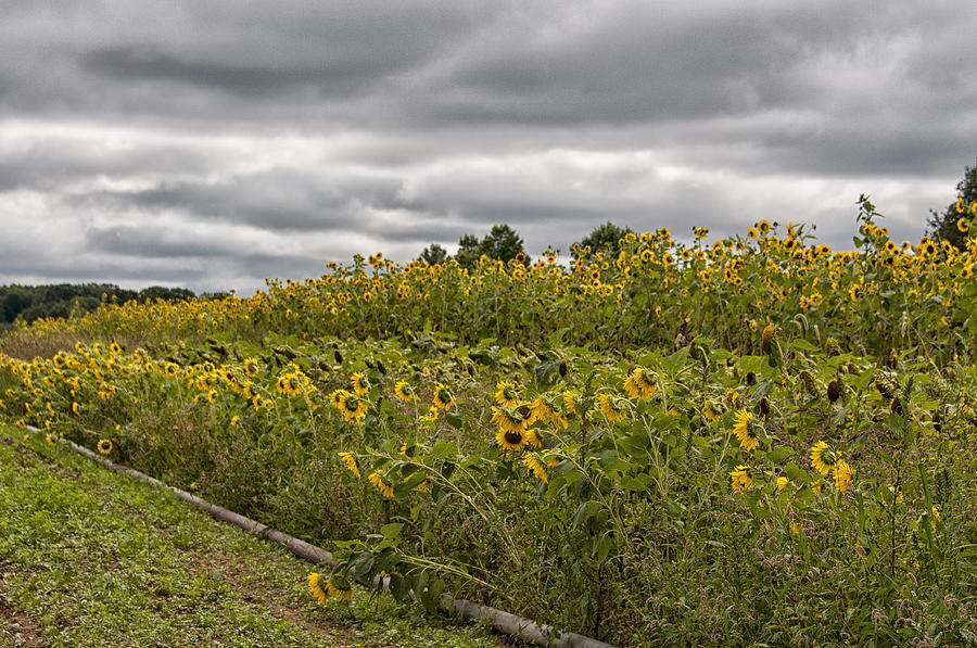 Field of Sunflowers  Photograph by Roni Chastain