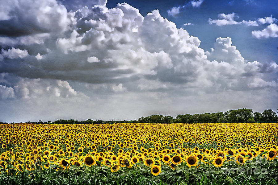 Field of Sunflowers Photograph by Tamyra Ayles