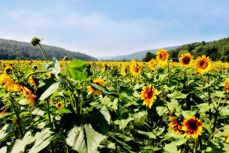 Field of Sunflowers Photograph by Trina  Ansel