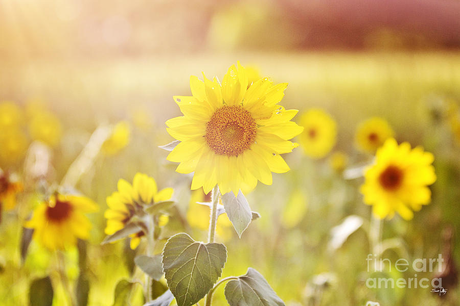 Field Of Sunshine Photograph by Scott Pellegrin