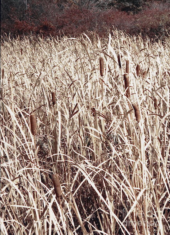 Field of the Cattails Digital Art by Tim Richards