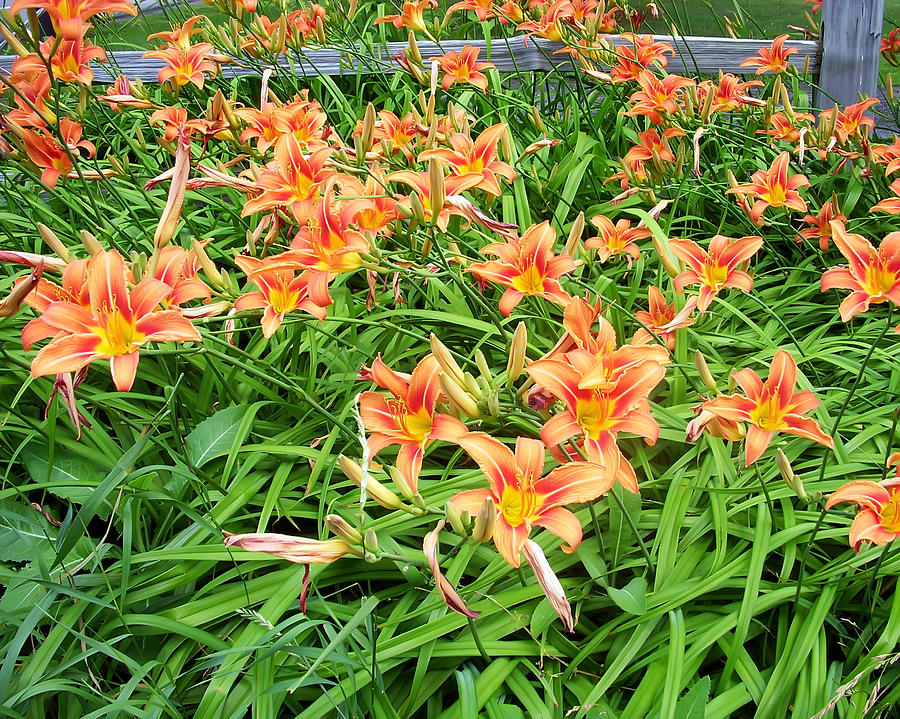 Field of Tiger Lilies Photograph by Aimee L Maher ALM GALLERY