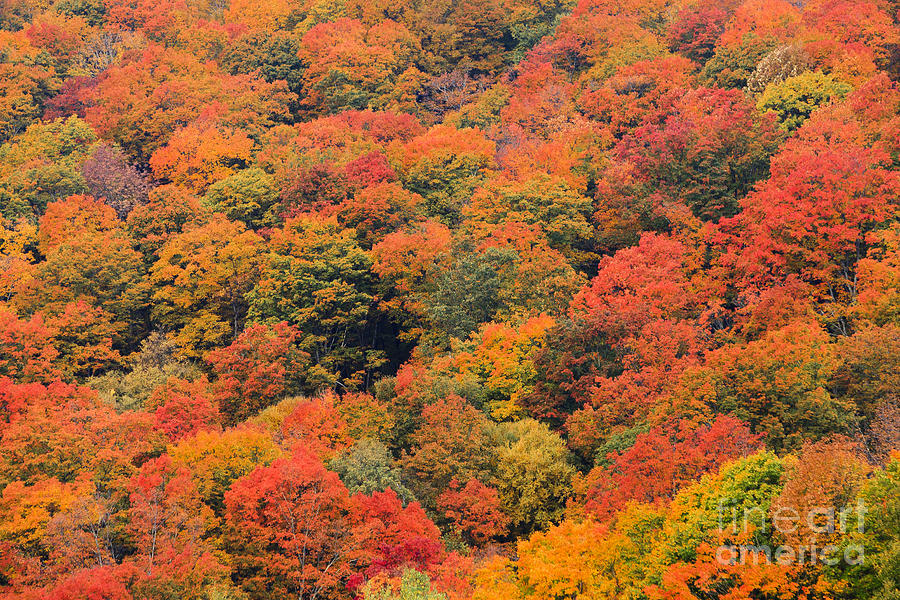 Field of trees from above during fall foliage. Photograph by Don Landwehrle