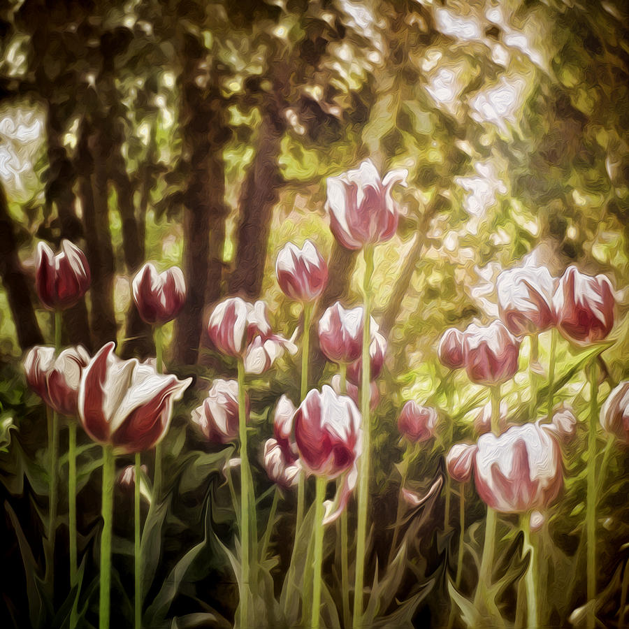 Field Of Tulips Digital Art