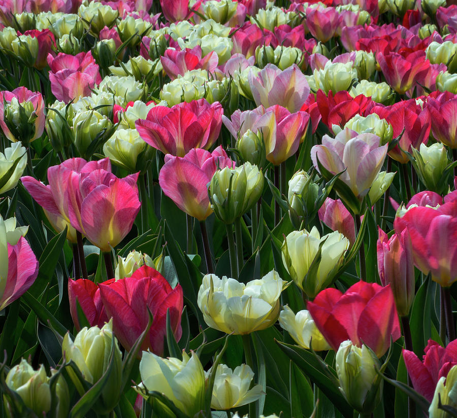 Field Of Tulips Grow In Profusion Photograph by Elfi Kluck