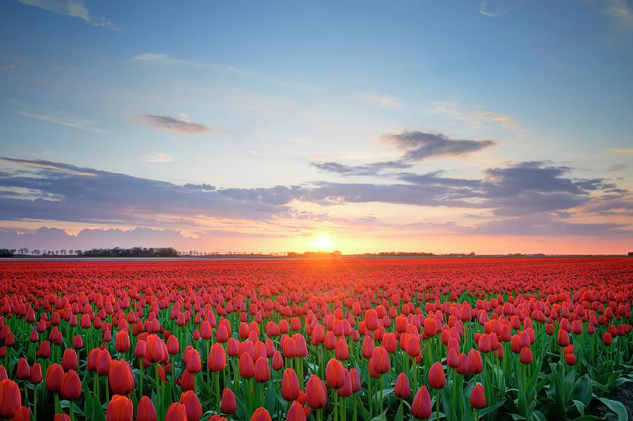 Field Of Tulips In Hdr Photograph by Sjo