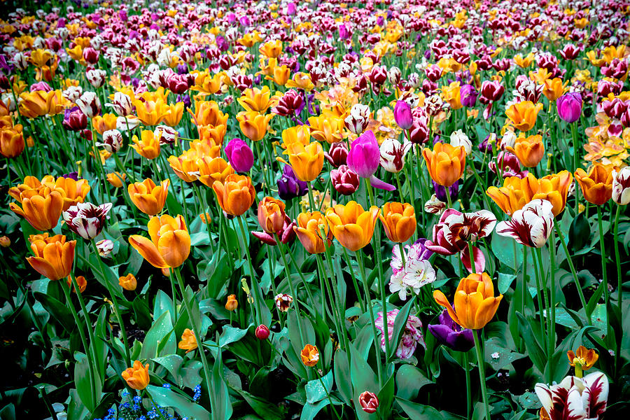 Field of Tulips Photograph by Jim DeLillo