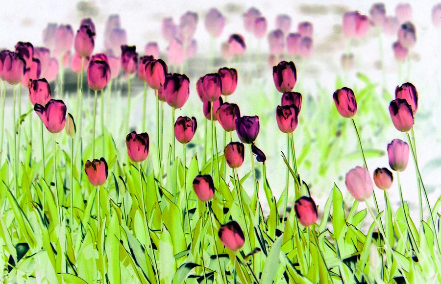Field Of Tulips - PhotoPower 1492 Photograph by Pamela Critchlow