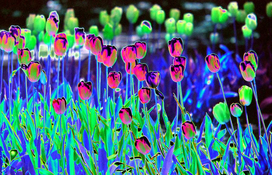 Field Of Tulips - PhotoPower 1496 Photograph by Pamela Critchlow