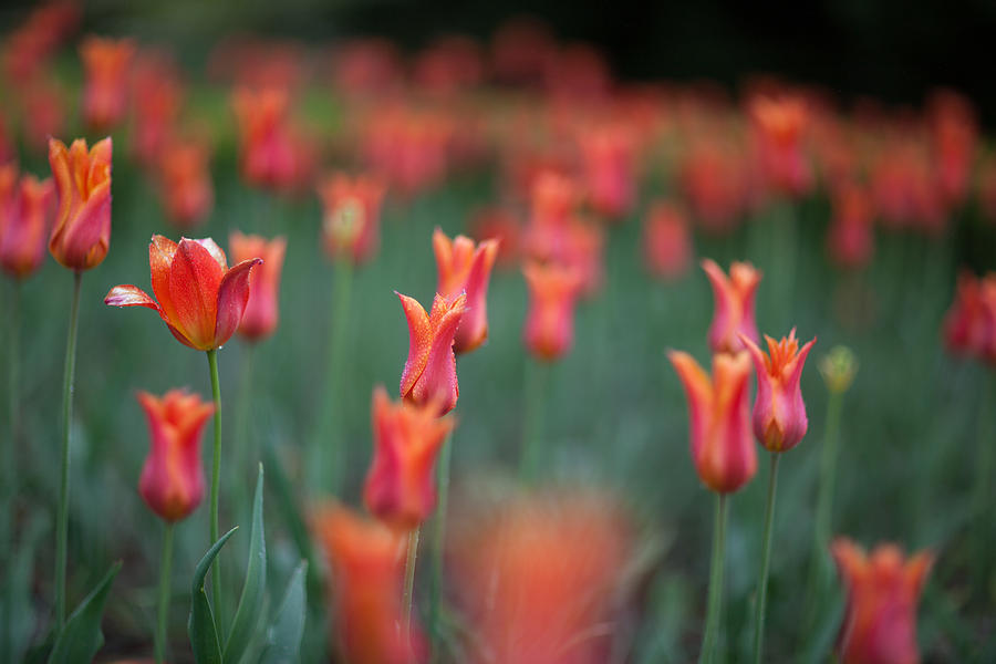 Field Of Tulips Photograph by Ralf Kaiser