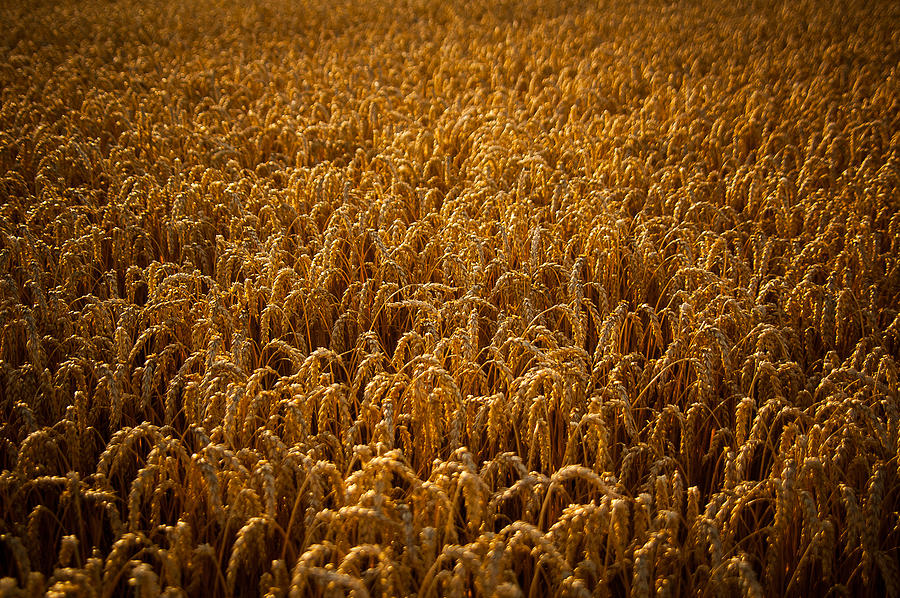Fall Photograph - Field of Wheat by Carol Conkling