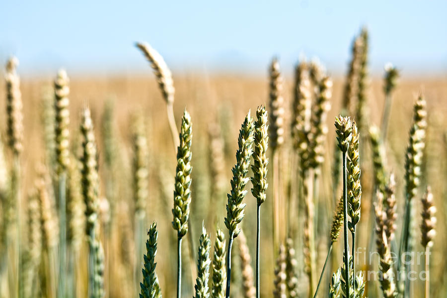 Field of Wheat Photograph by Cheryl Baxter