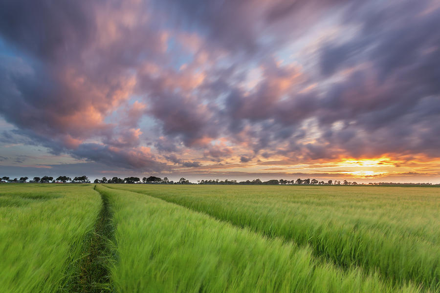 Field Of Wheat During Sunset With Clouds Photograph by Marcel Kerkhof Photography