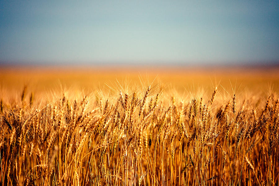Field of Wheat Photograph by Todd Klassy