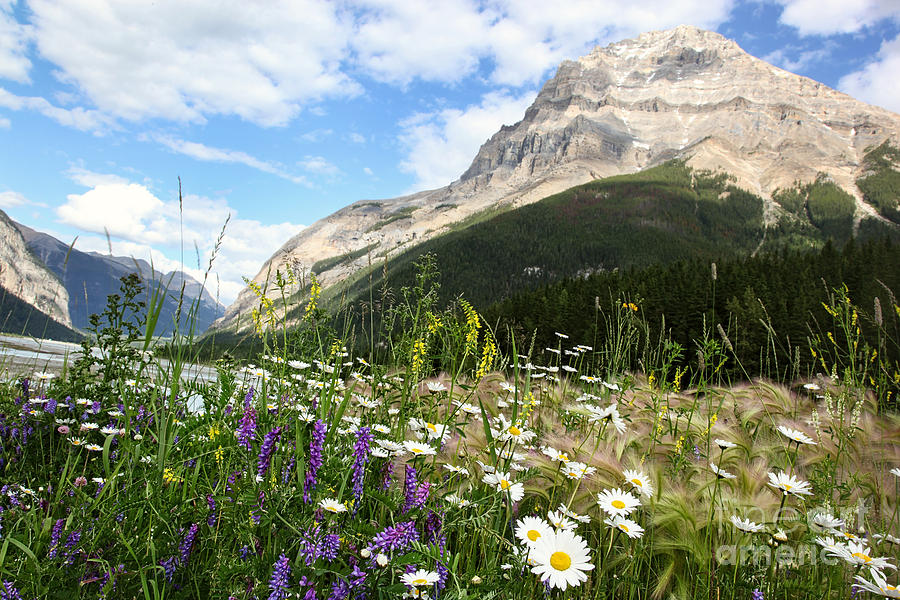 Field of wild flowers near the Rocky Mountains Photograph by Sandra Cunningham