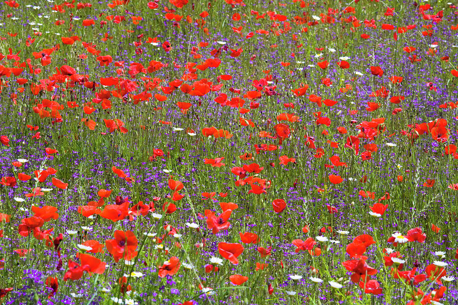 Field Of Wild Flowers, Umbria, Italy Photograph by David C Tomlinson
