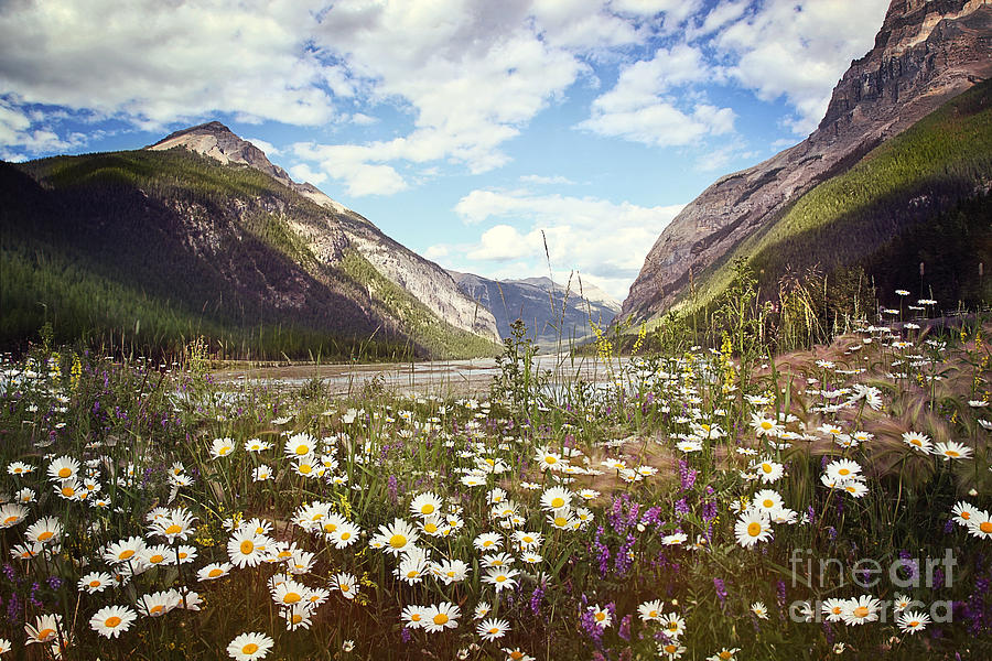 Field of wild flowers with Rocky Mountains in background Photograph by Sandra Cunningham