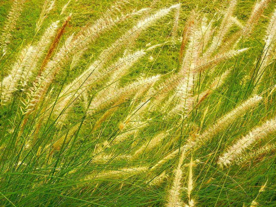 Field of Wild Meadow Grasses Photograph by Joe Wyman - Fine Art America