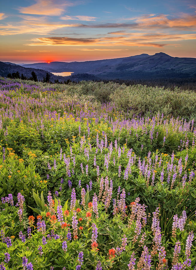 Field Of Wildflowers At Sunset Photograph by Josh Miller