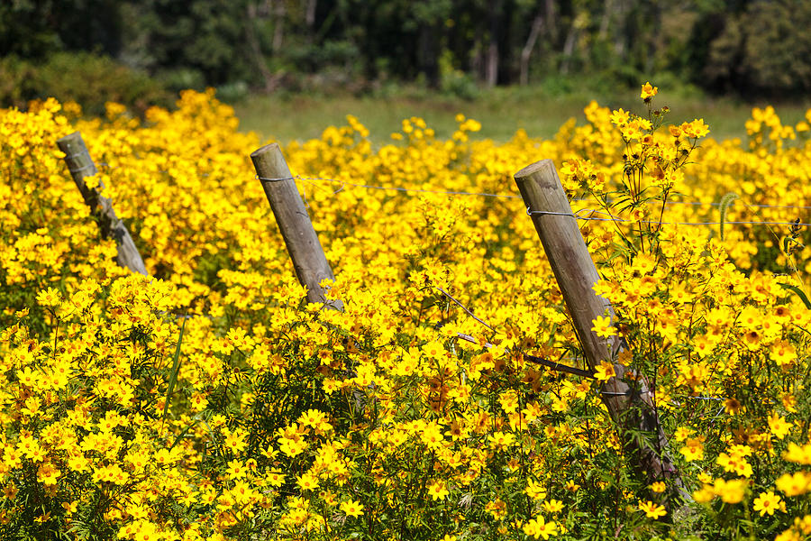 Nature Photograph - Field of Yellow by Carol VanDyke