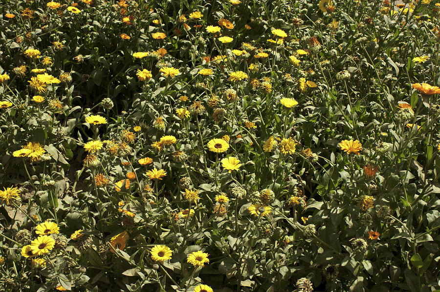 Field of yellow flowers inside the Garden of 5 Senses Photograph by Ashish Agarwal