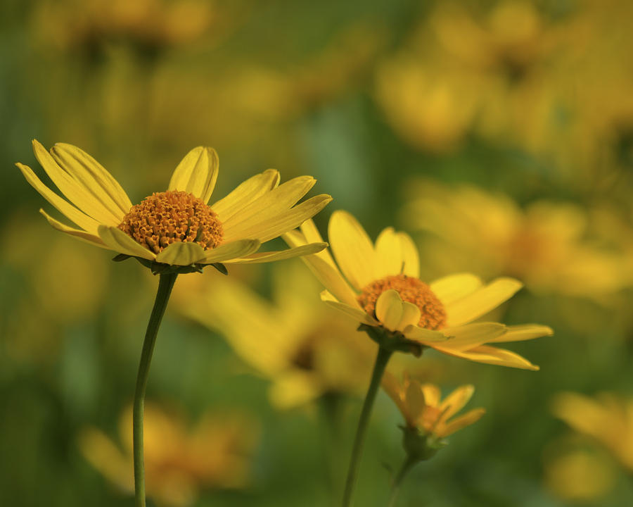 Field of Yellow Photograph by Forest Floor Photography
