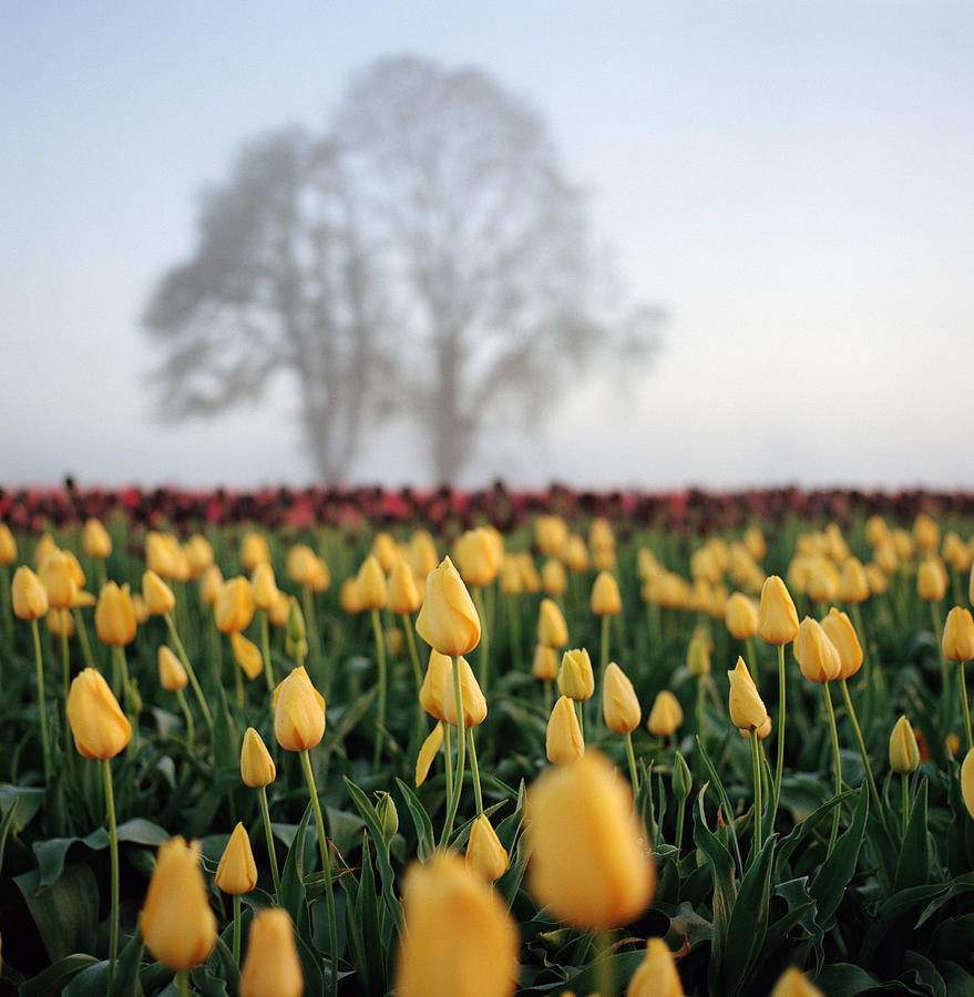 Field Of Yellow Tulips Photograph by Danielle D. Hughson