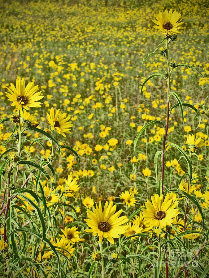 Flower Photograph - Field of Yellow Wild Flowers by Minding My  Visions by Adri and Ray