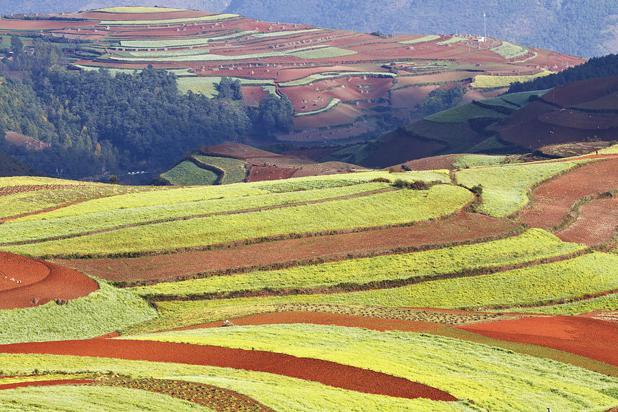 Field Patterns Photograph by Barnaby Chambers | Fine Art America