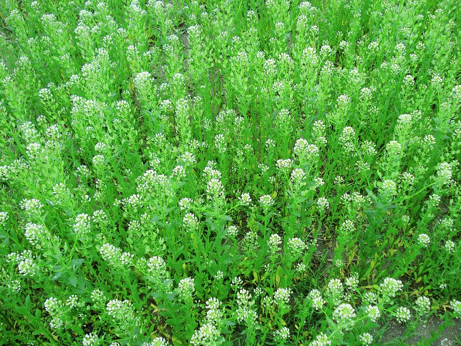 Field Pennycress Flower