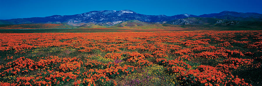 Field, Poppy Flowers, Antelope Valley Photograph by Panoramic Images