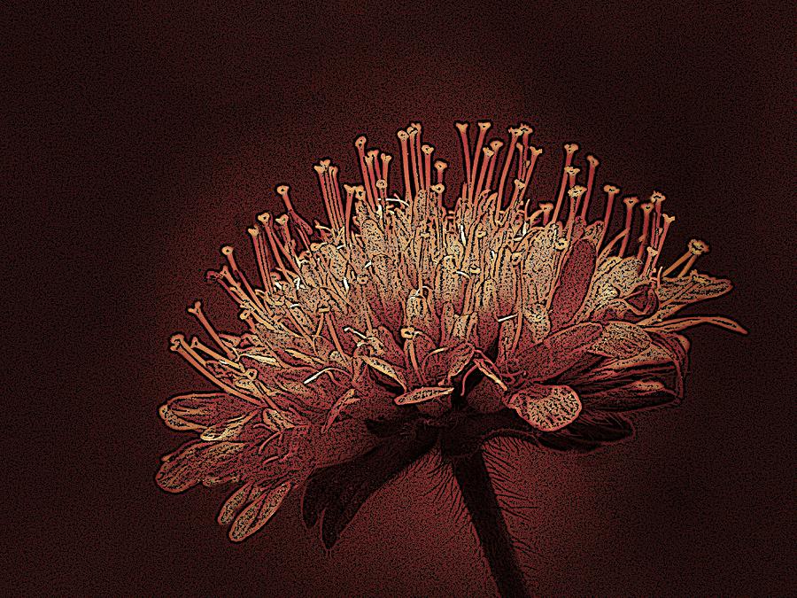 Field Scabious Photographic Art Photograph by David Dehner