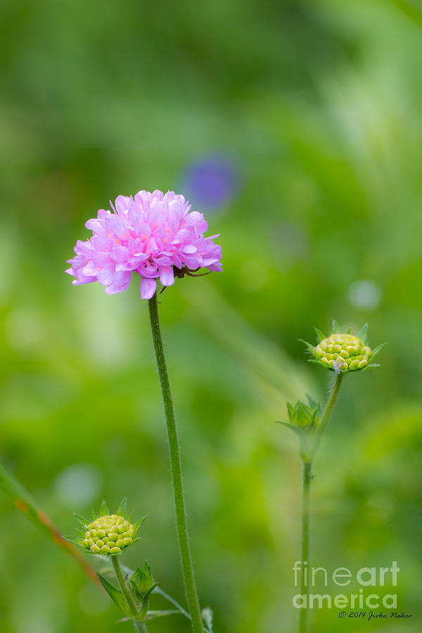 Field scabious Wild Flower Photograph by Jivko Nakev
