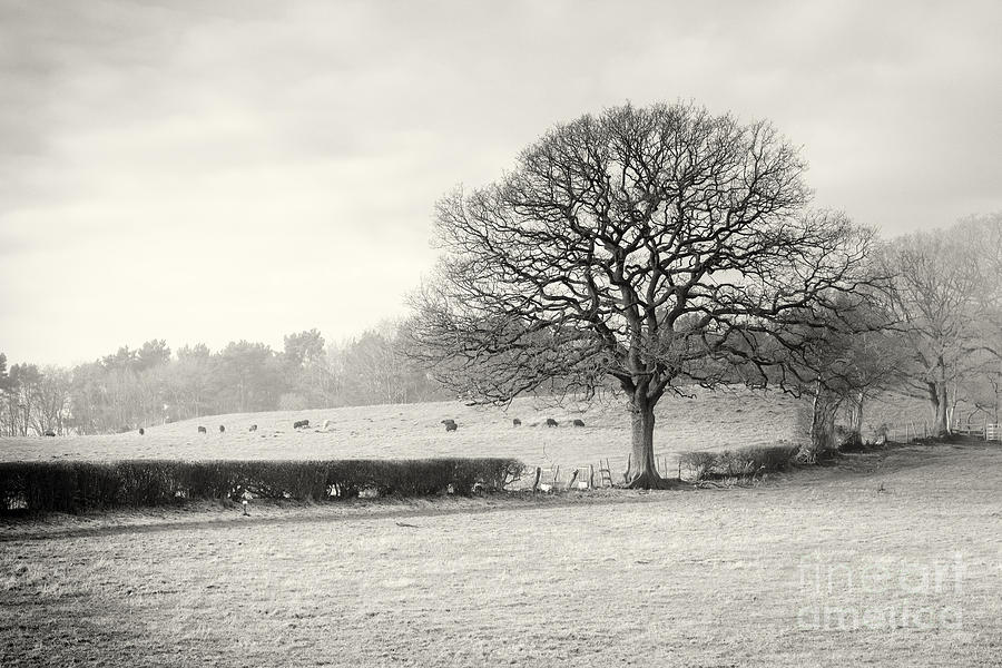 Winter Photograph - Field scenery by Peter Acs