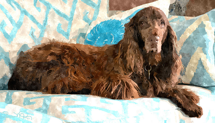 Dog Photograph - Field Spaniel Couch Potato by Susan Molnar