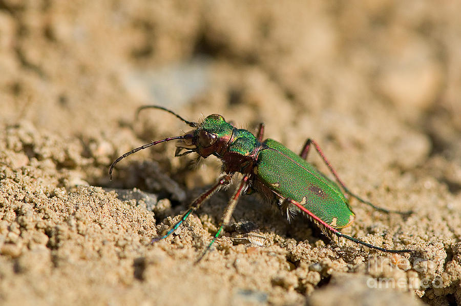 Field Tiger Beetle Photograph by Steen Drozd Lund