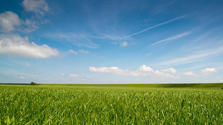 Field under blue sky. Photograph by Picture taken by Sebastian Rose