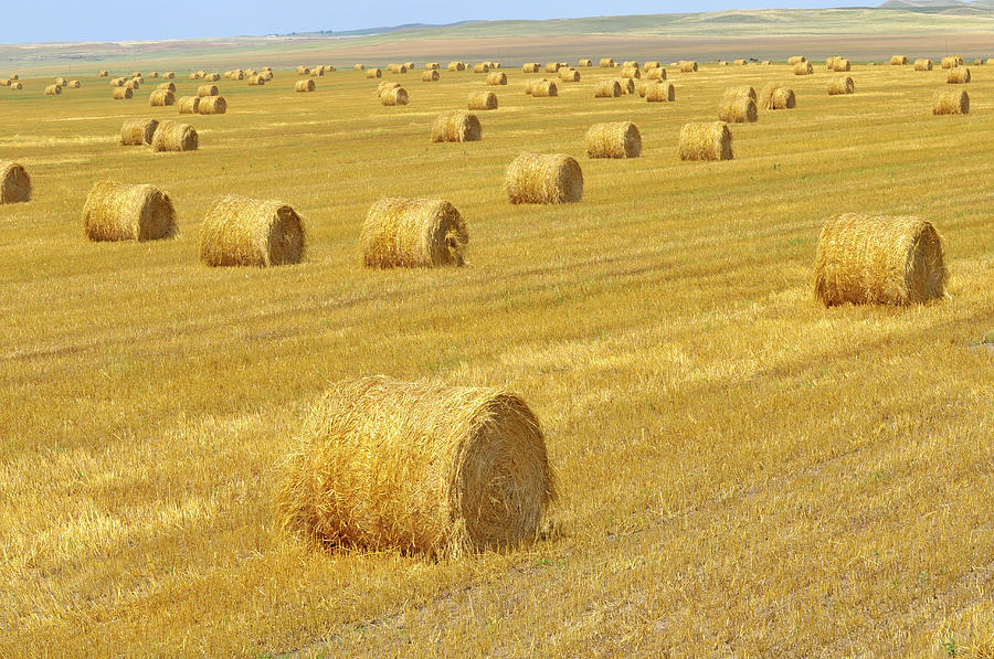 Field With Bales Of Hay Photograph by Dennis Macdonald