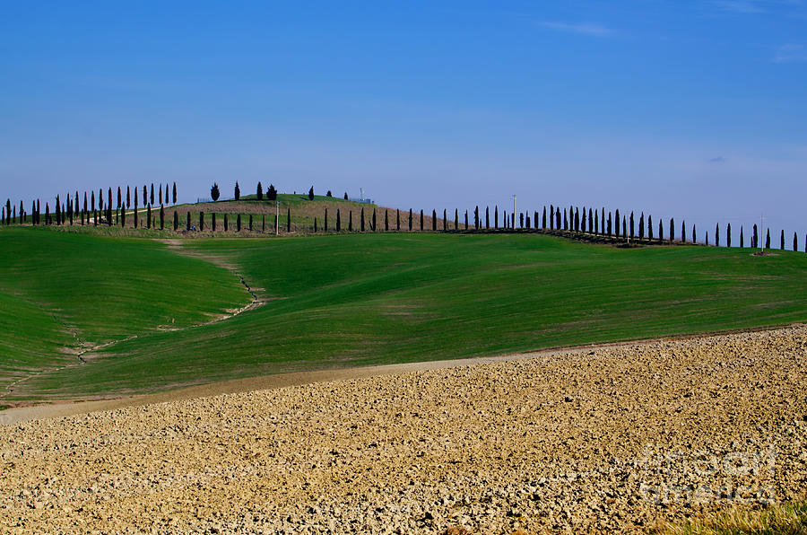 Field with cypress trees Photograph by Mats Silvan - Fine Art America