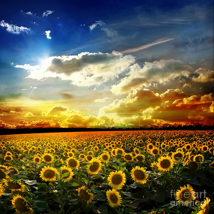 Flower Photograph - Field with Sunflowers by Boon Mee