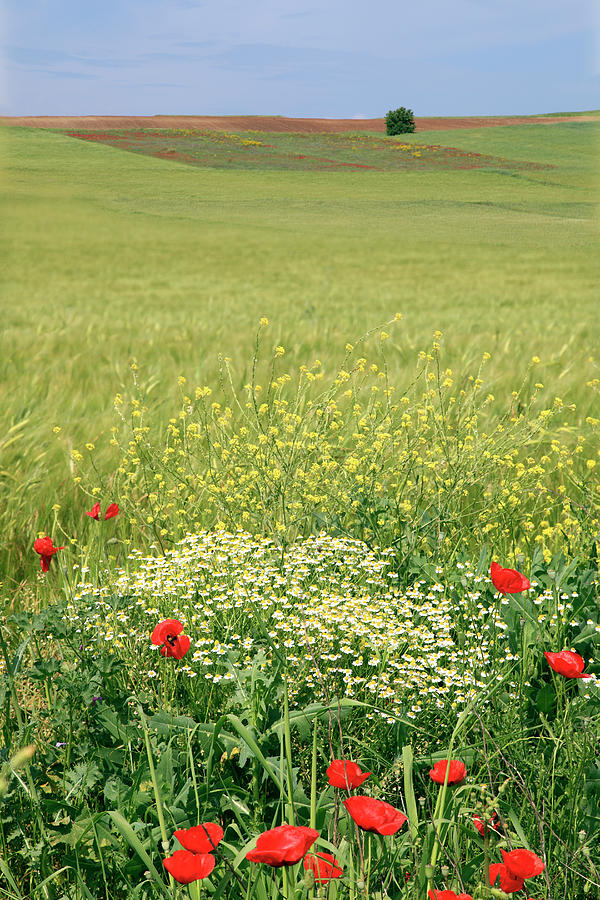 Field With Wild Flowers Photograph by Maria Toutoudaki