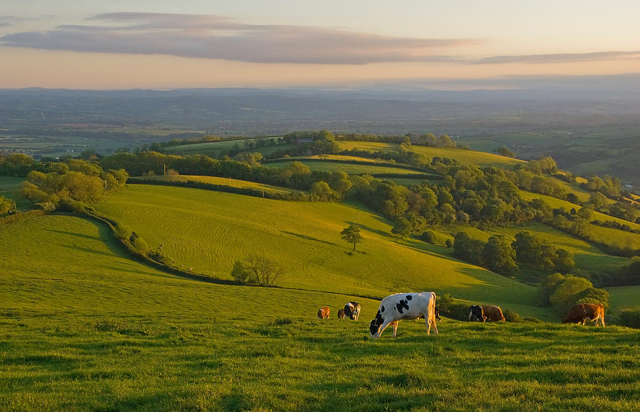 Fields and Cows in Devon Photograph by Pete Hemington