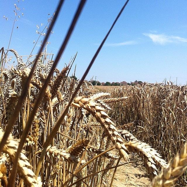 Summer Photograph - #fields #essex #summer #barley by Ariadne Blue