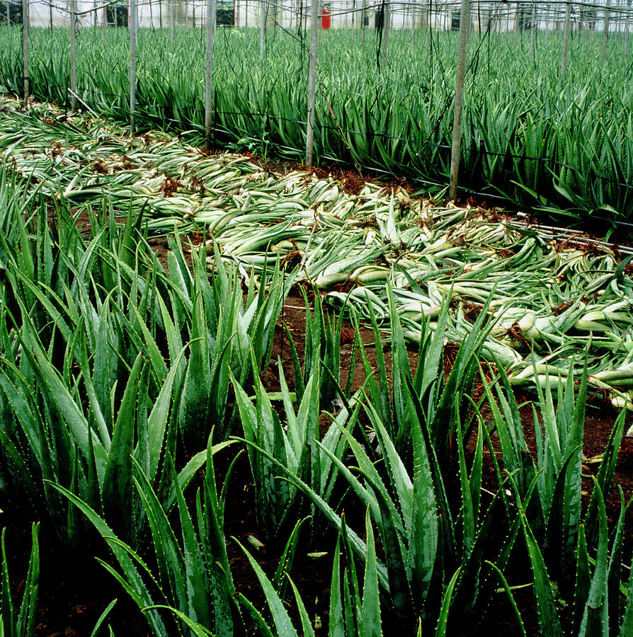 Nature Photograph - Fields Of Aloe Vera Being Harvested by Mark De Fraeye/science Photo Library
