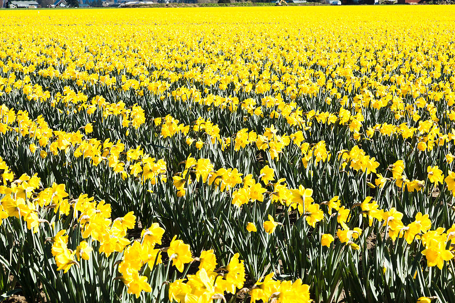 Fields of Daffodils  Photograph by Judy Wright Lott